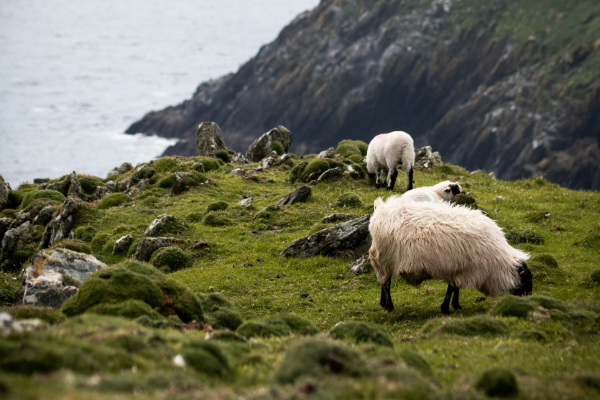 Ireland Sheep grazing on a rainy cliffside in Ireland
