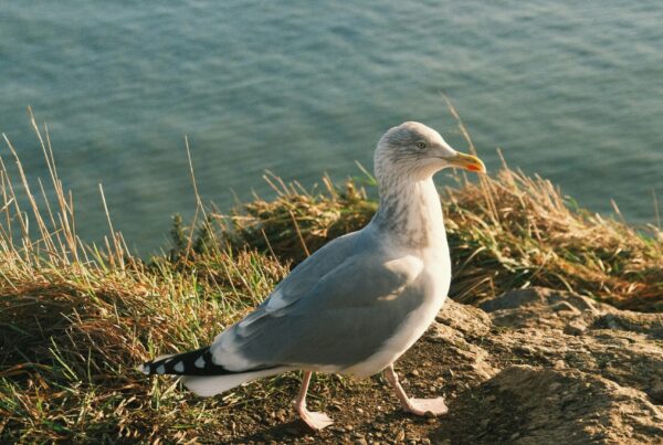 seagull