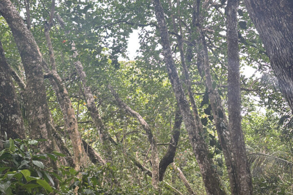 Adventures with Friends: "Two of my intern friends walking through Cahuita National Park in Costa Rica"
